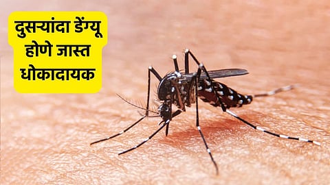 Dengue 