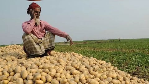 Potato price fall 