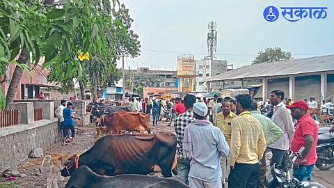 Animals brought for sale in the market within the premises of the committee.
