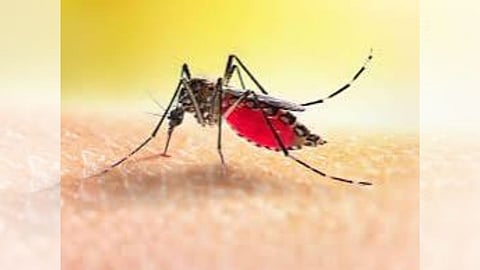 dengue