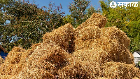 Fodder