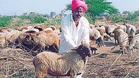 mendpal 
