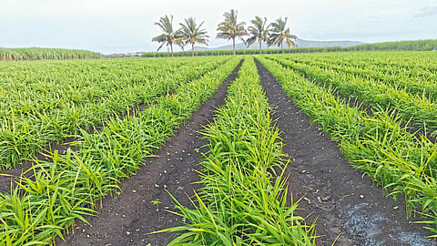 Ginger Crop