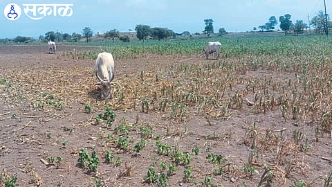 Animals eating  dry crops