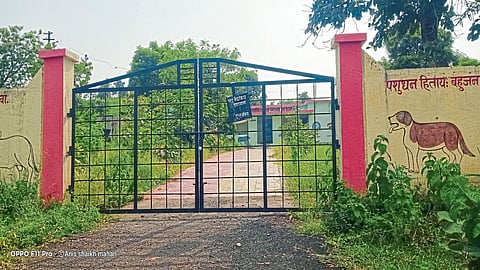 akola news 