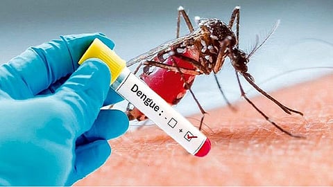 dengue 