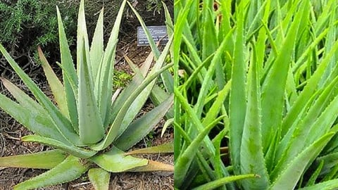 Plants