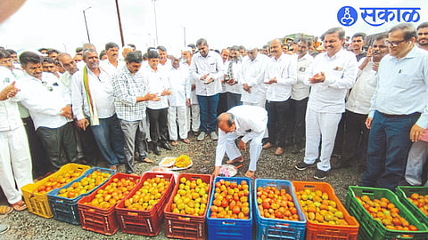 Ganpatrao Patil Neighbor President Prashant Kad while starting the tomato auction in the sub market premises of Vani on Thursday.