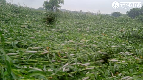 About two acres of millet in the field of Dattatreya Keru Khairnar of Chas was washed away due to untimely rains.