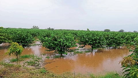 solapur rain 