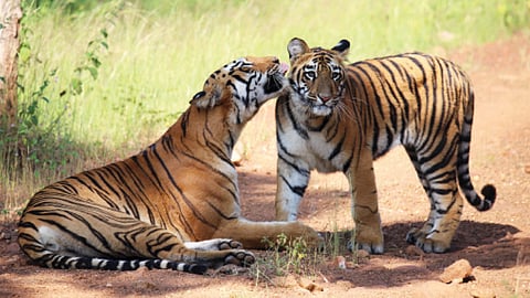 Maya Surya Tiger