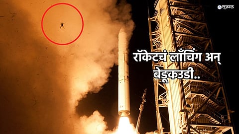 NASA Frog 