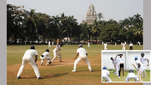 Cricket