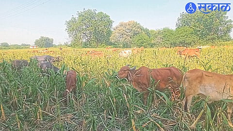 Devbhane: Rains stopped for a month. Cattle left in the field because the farmer did not fill the grain in the corn husk.
