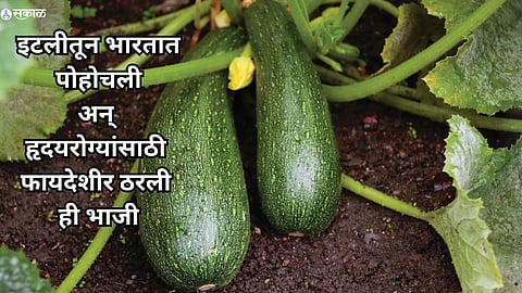 Zucchini Health Benefits 