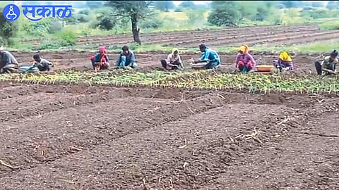 Ongoing late kharif onion cultivation in Shiwar here.