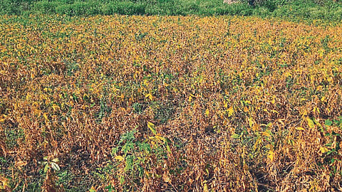 Drought news