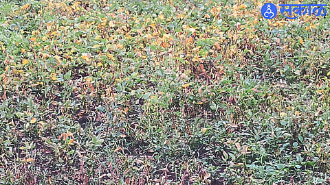 Soybeans lost due to lack of rain.
