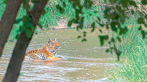 nagpur