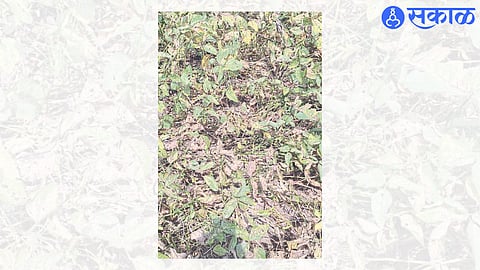 An outbreak of soybean mosaic virus in a field in Shiwar.