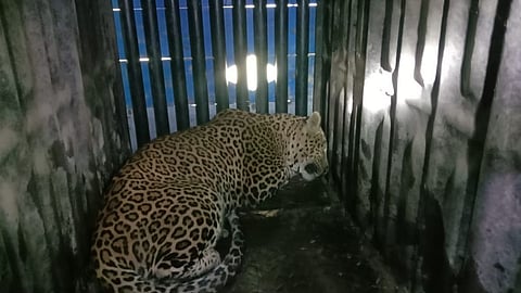 leopard news 