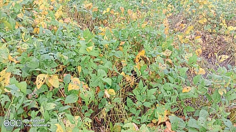 hingoli