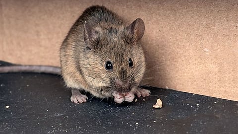 Mouse
