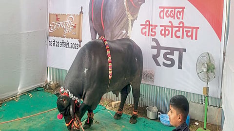 satara