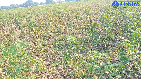 It is seen that the cotton crop has been completely damaged due to the infestation of cotton blight and millybug disease.