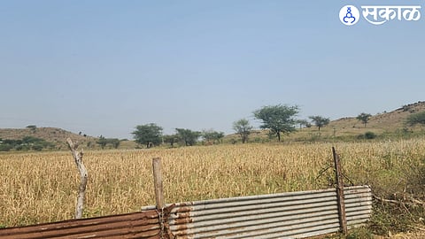 Nandgaon is missing from records of trigger 1 and trigger 2 procedures adopted for drought nashik news
