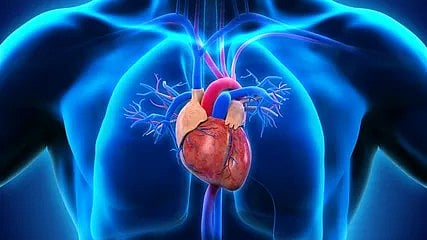 the heart