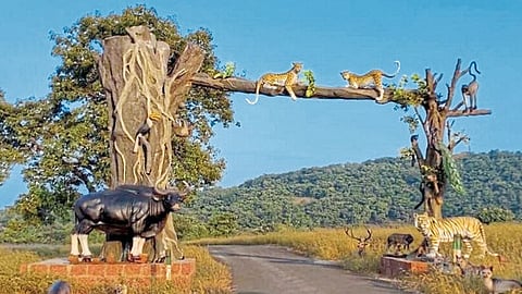 Chandoli Sanctuary