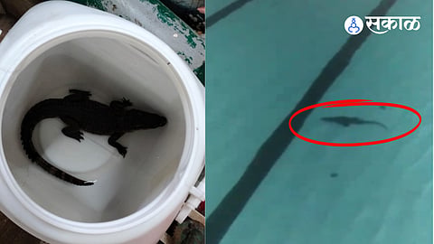 Crocodile found in Mahatma Gandhi swimming pool at Shivaji Park video goes viral mumbai marathi news  
