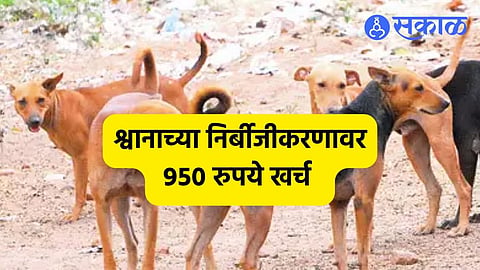 Dogs Sterilization:श्वानाच्या निर्बीजीकरणाचे 'कागदोपत्री घोडे'! एका श्वानावर ९५० रुपयांचा खर्च, देखरेख समिती अद्याप कागदावरच
