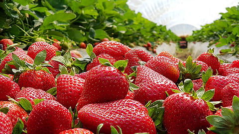 Strawberry Crop in Mahabaleshwar 