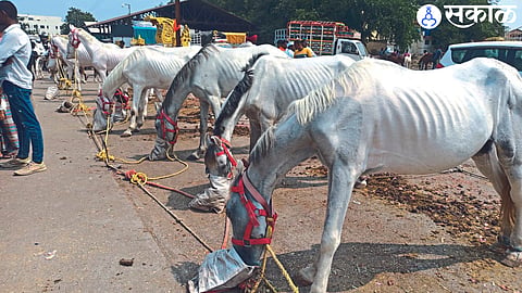 horses for sale at the horse market on Tuesday. (Photo: Santosh Batav)
