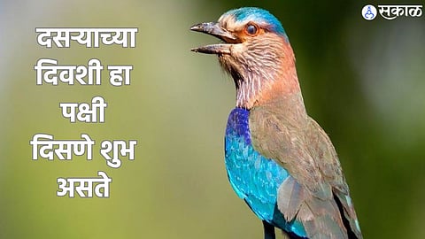 neelkanth bird 