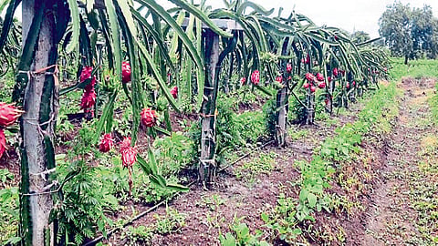 youth adv sharad naiknavare did dragon fruit farming make revenue of 4 lakh agriculture