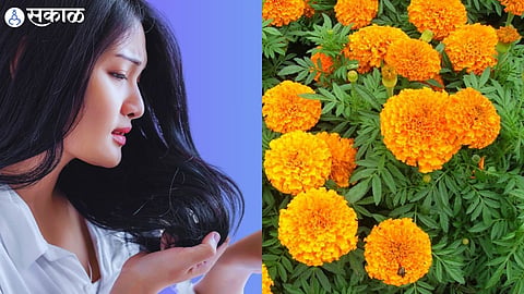 Benefits of Marigold 