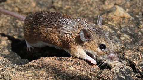 mouse