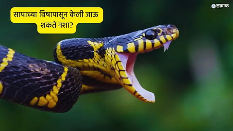 Snake Venom