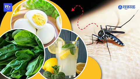 dengue diet