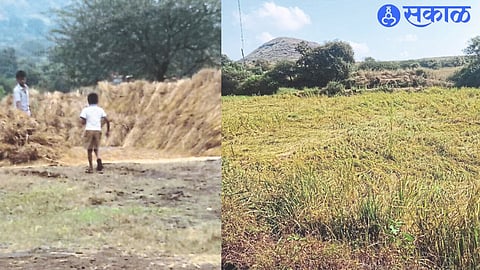 Damage to harvested rice due to unseasonal rains. In the second photo, a horizontal rice crop.