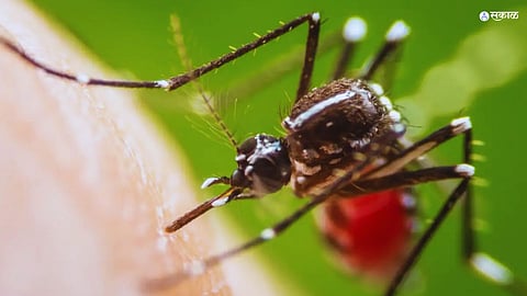 Zika Virus 