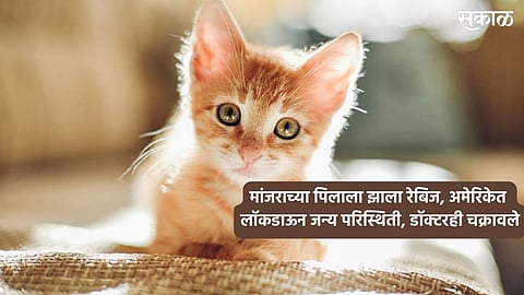 America : मांजराच्या पिलाला झाला रेबिज, अमेरिकेत लॉकडाऊनजन्य परिस्थिती, डॉक्टरही चक्रावले 