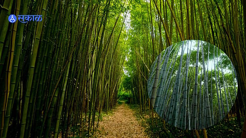 Bambu Farming: बांबू प्रकल्पातून २५० कुटुंबांना मिळाला रोजगार; १९ एकरात बांबूलागवड