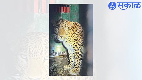 Various images of caged cannibals in Shiwar.