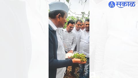 Kailasrao Bhosle, Kshirsagar etc. while inspecting grapes damaged due to hailstorm.