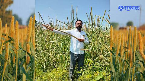 bajra farming 