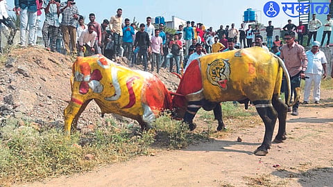 bull fight is organised in manmad on bhaubeej nashik news